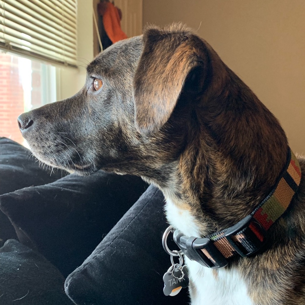 Meet your Posher, Dusti